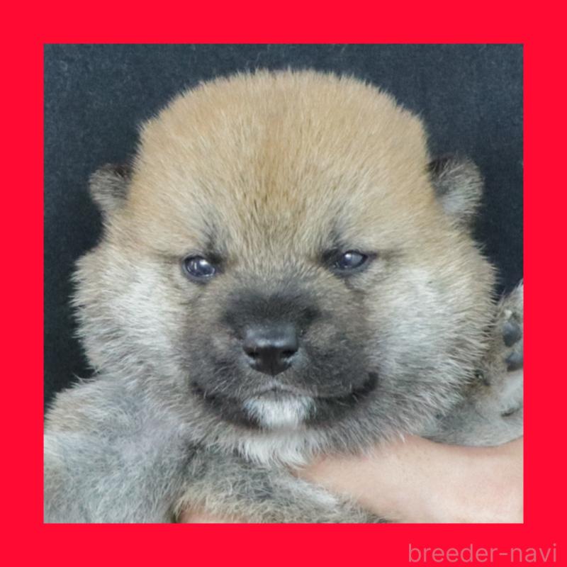 販売中の愛知県の柴犬-412184